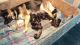 German Shepherd Puppies for sale in Circleville, OH 43113, USA. price: NA