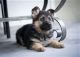 German Shepherd Puppies for sale in Birmingham, AL, USA. price: NA