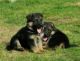 German Shepherd Puppies for sale in Waco, TX, USA. price: NA