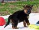 German Shepherd Puppies for sale in Roseville, OH 43777, USA. price: $500
