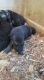 German Shepherd Puppies for sale in Coldwater, MS 38618, USA. price: $300