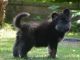 German Shepherd Puppies for sale in Augusta, GA, USA. price: NA