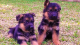 German Shepherd Puppies for sale in Miami Gardens, FL, USA. price: $950