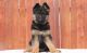 German Shepherd Puppies for sale in Richmond, CA, USA. price: NA