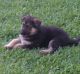 German Shepherd Puppies for sale in La Habra, CA 90631, USA. price: NA