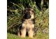 German Shepherd Puppies for sale in Birmingham, AL, USA. price: NA