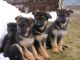 German Shepherd Puppies for sale in Tenkasi, Tamil Nadu 627811, India. price: 7000 INR