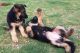 German Shepherd Puppies for sale in East Lansing, MI, USA. price: NA