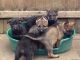 German Shepherd Puppies for sale in Montgomery, AL, USA. price: NA
