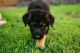German Shepherd Puppies for sale in Augusta, GA, USA. price: NA