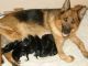 German Shepherd Puppies for sale in Friendship, WI 53934, USA. price: $800
