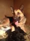 German Shepherd Puppies for sale in Friendship, WI 53934, USA. price: NA