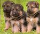 German Shepherd Puppies for sale in Atomic City, ID 83221, USA. price: NA