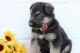 German Shepherd Puppies for sale in Carlsbad, CA, USA. price: NA