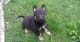 German Shepherd Puppies for sale in Delvinë District, Albania. price: NA