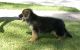 German Shepherd Puppies for sale in Akron, CO 80720, USA. price: NA