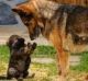 German Shepherd Puppies for sale in Akron, CO 80720, USA. price: NA