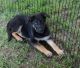 German Shepherd Puppies for sale in Okmulgee, OK 74447, USA. price: $850