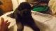 German Shepherd Puppies for sale in Hartford, NY, USA. price: NA