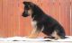 German Shepherd Puppies for sale in Charleston, SC, USA. price: $300