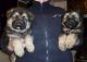 German Shepherd Puppies for sale in Carlsbad, CA, USA. price: NA