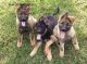 German Shepherd Puppies for sale in Ontario, CA, USA. price: $350