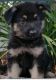 German Shepherd Puppies for sale in Little Rock, AR, USA. price: $500