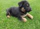 German Shepherd Puppies for sale in Bristolville, OH 44402, USA. price: NA