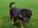 German Shepherd Puppies for sale in Bristolville, OH 44402, USA. price: NA