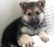 German Shepherd Puppies for sale in Cotuit, Barnstable, MA 02635, USA. price: NA