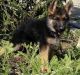 German Shepherd Puppies for sale in Gresham, OR, USA. price: NA