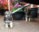 German Shepherd Puppies for sale in Alamogordo, NM 88310, USA. price: $700