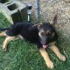 German Shepherd Puppies for sale in Spencer, NY 14883, USA. price: $1,000