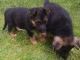 German Shepherd Puppies for sale in Escondido, CA, USA. price: $500