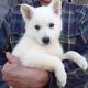 German Shepherd Puppies for sale in Camano Island, WA, USA. price: NA