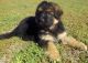 German Shepherd Puppies for sale in Camano Island, WA, USA. price: $500