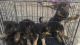 German Shepherd Puppies for sale in La Grana, 48900 Autlán de Navarro, Jal., Mexico. price: NA