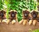 German Shepherd Puppies for sale in Tenkasi, Tamil Nadu 627811, India. price: 3000 INR