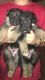 German Shepherd Puppies for sale in Peoria, AZ, USA. price: NA