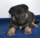 German Shepherd Puppies for sale in Huntsville, AL, USA. price: NA