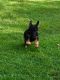 German Shepherd Puppies for sale in Rochester, MN, USA. price: NA