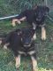 German Shepherd Puppies for sale in Greenwich, NS B0P, Canada. price: NA