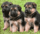 German Shepherd Puppies for sale in Huntington Beach, CA, USA. price: NA