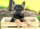 German Shepherd Puppies for sale in Ducor, CA 93218, USA. price: NA