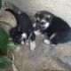 German Shepherd Puppies for sale in Petersburg, AK 99833, USA. price: $700
