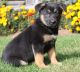 German Shepherd Puppies for sale in Montgomery, AL, USA. price: $500
