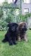 German Shepherd Puppies for sale in Modesto, CA, USA. price: NA