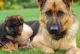 German Shepherd Puppies for sale in Stevens Point, WI, USA. price: NA