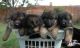 German Shepherd Puppies for sale in Stevens Point, WI, USA. price: NA