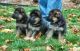 German Shepherd Puppies for sale in New Orleans, LA, USA. price: $500